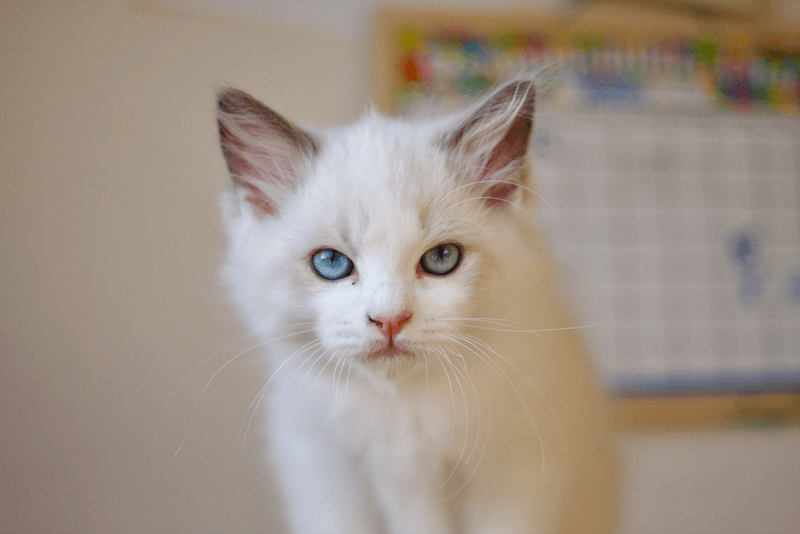 Ragdoll
