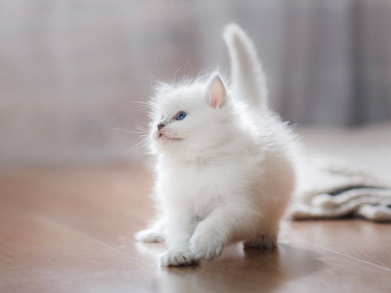 Ragdoll