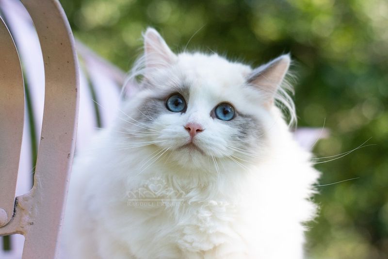 Ragdoll