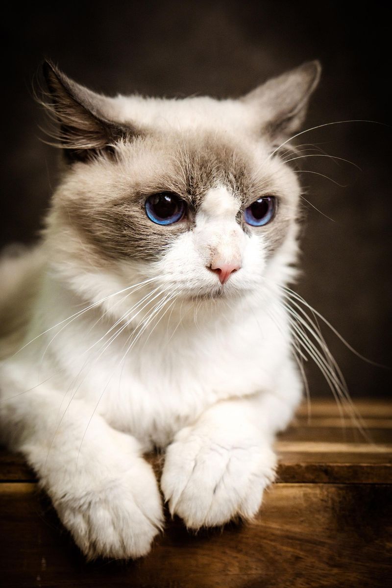 Ragdoll