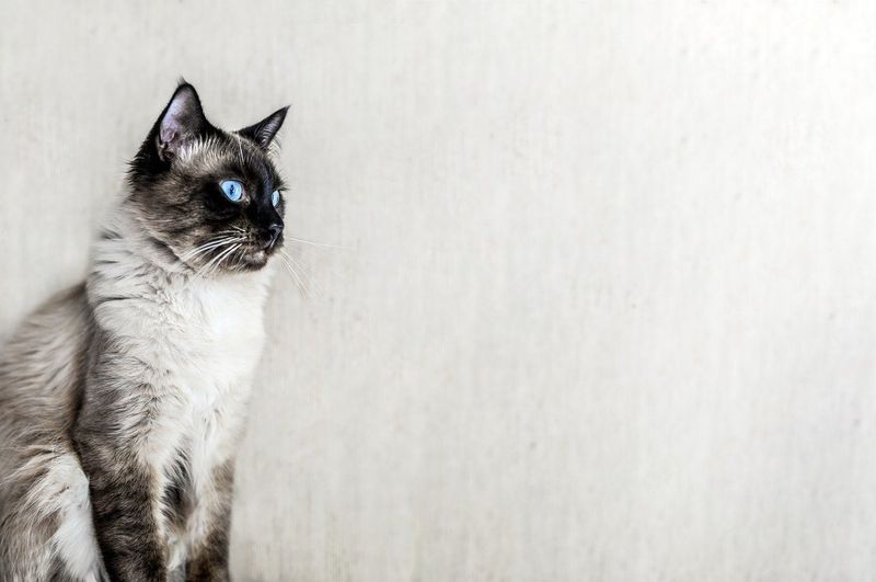 Ragdoll