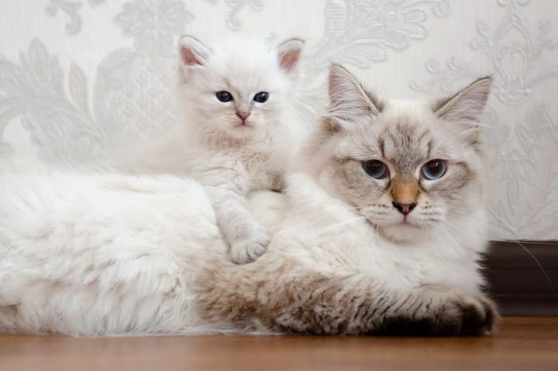 Ragdoll