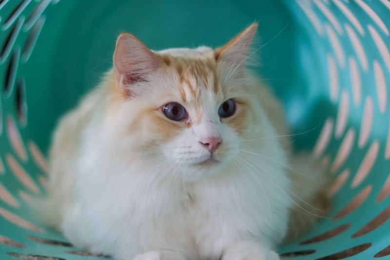 Ragdoll