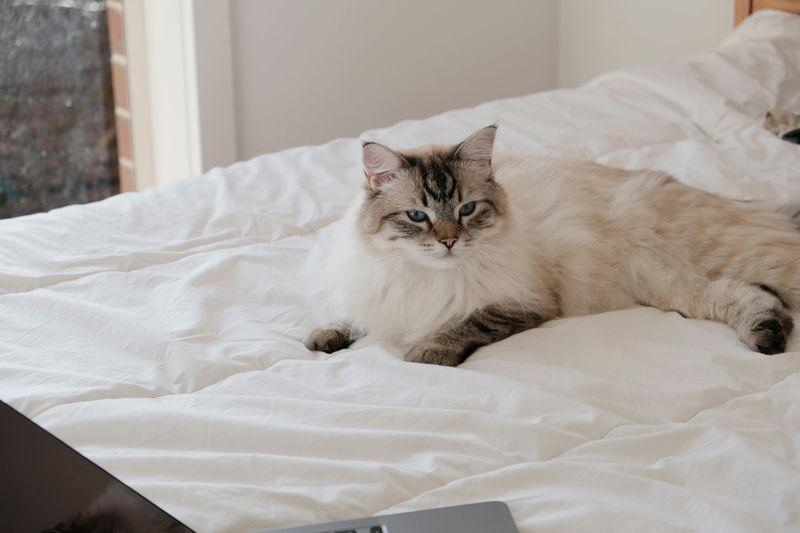 Ragdoll