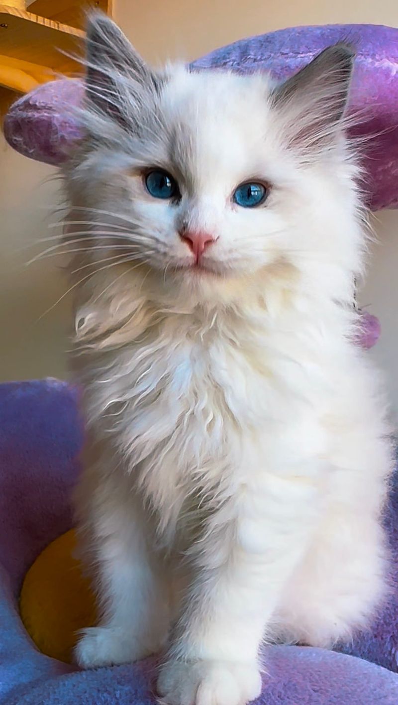Ragdoll