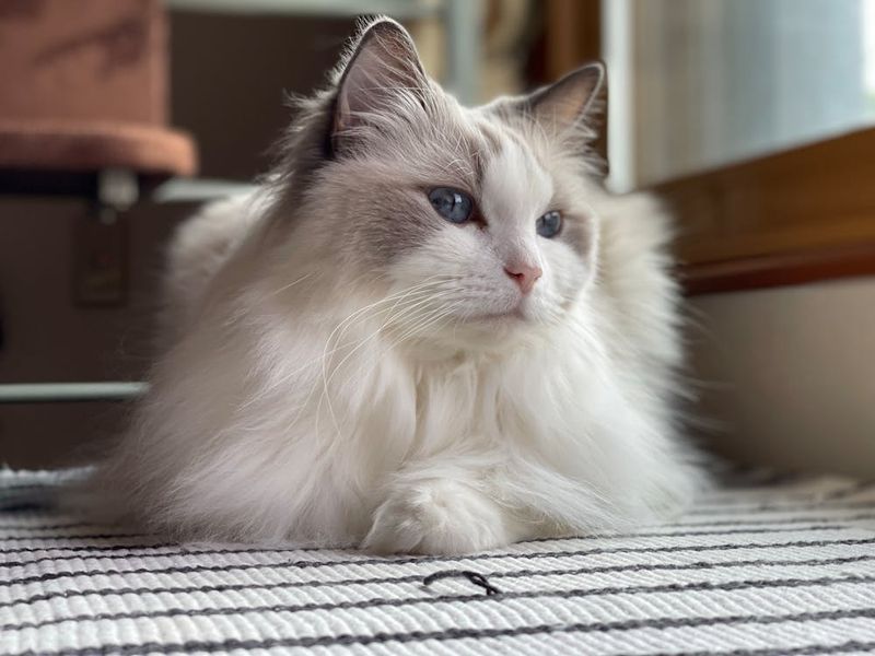 Ragdoll