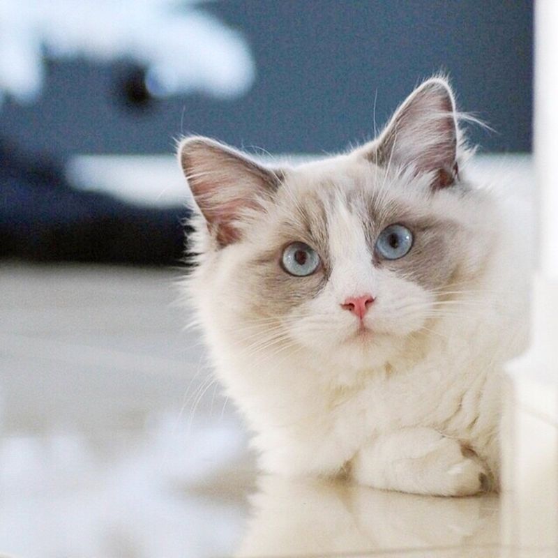 Ragdoll