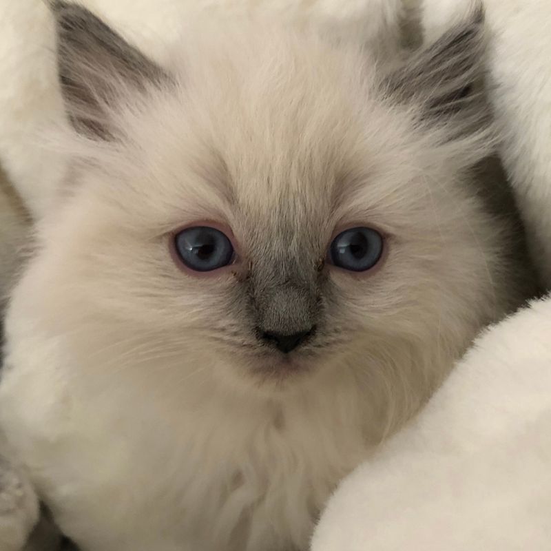Ragdoll