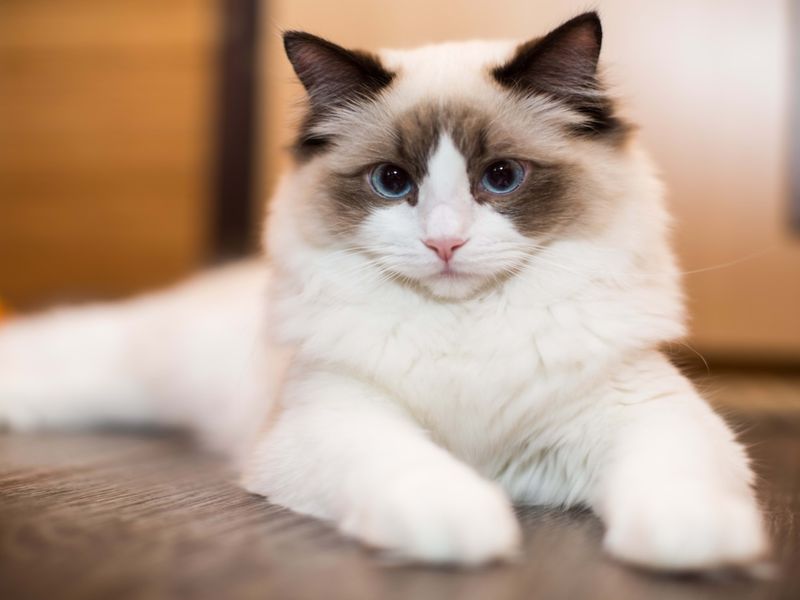 Ragdoll