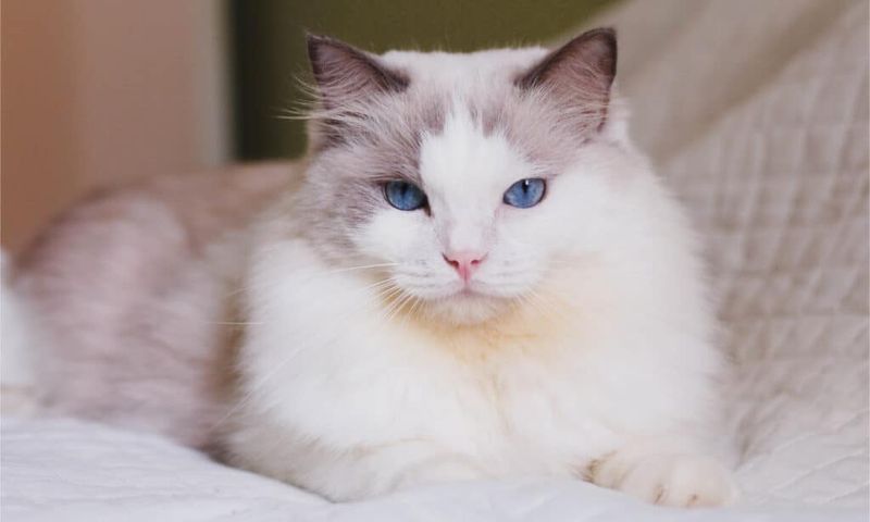 Ragdoll