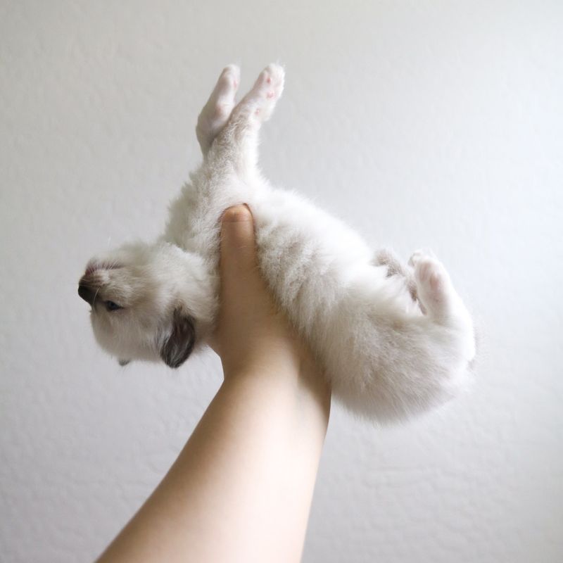 Ragdoll