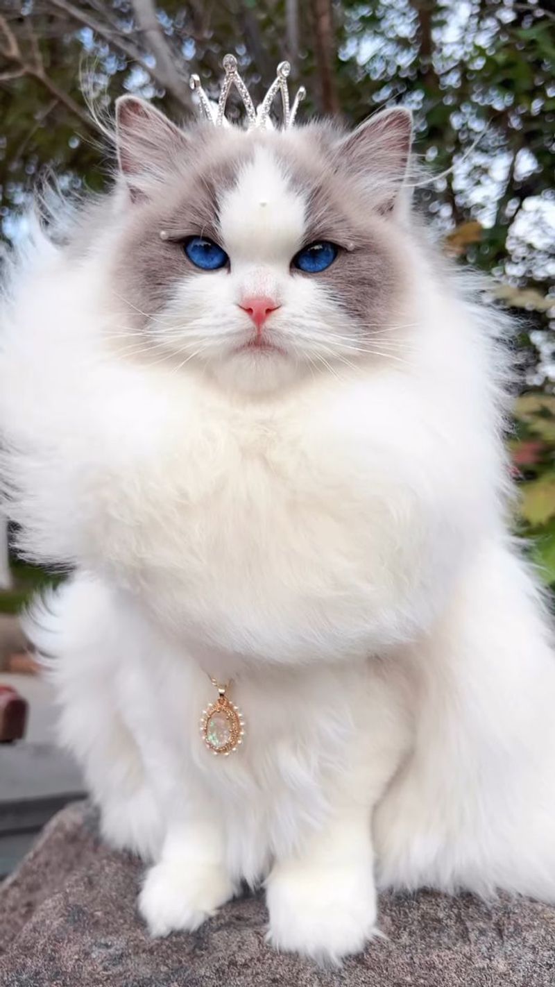 Ragdoll
