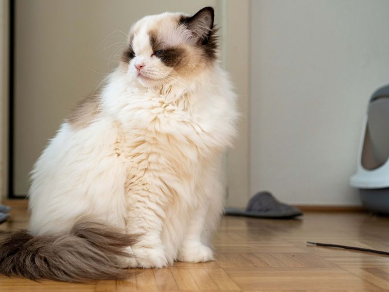 Ragdoll