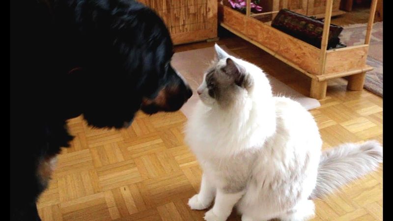 Ragdoll