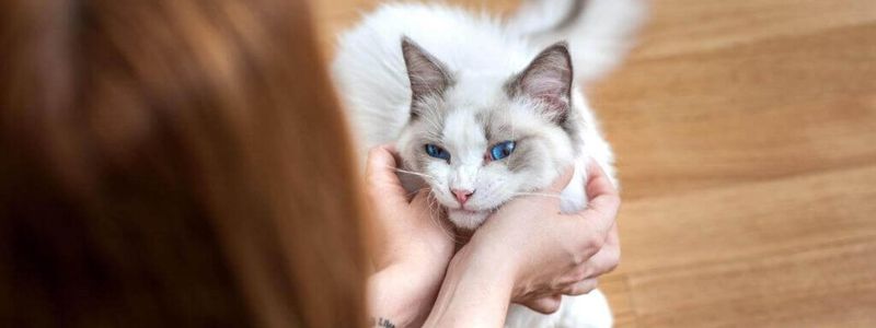 Ragdoll