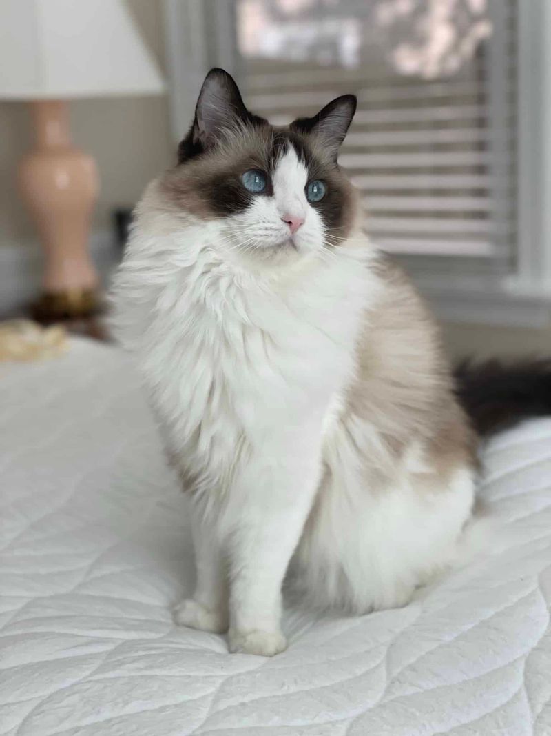 Ragdoll