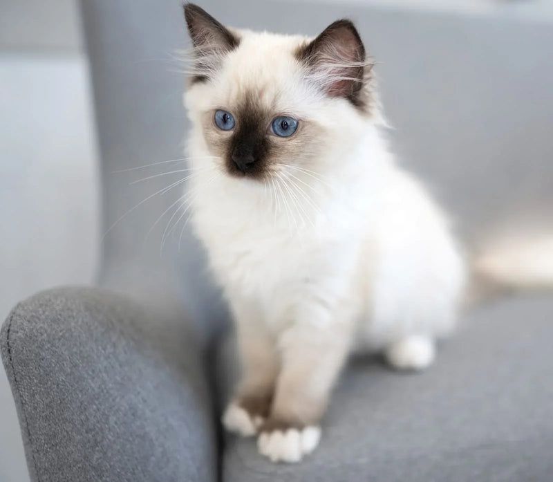 Ragdoll