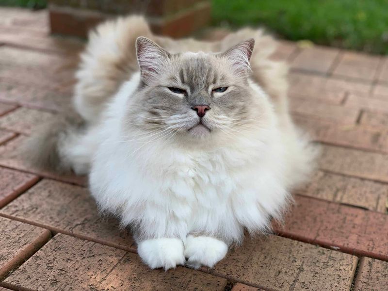 Ragdoll