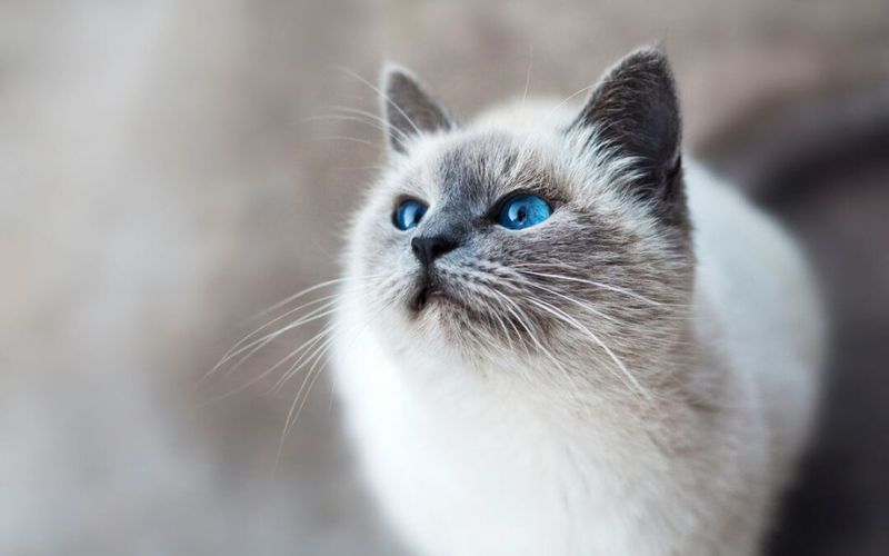 Ragdoll Cats