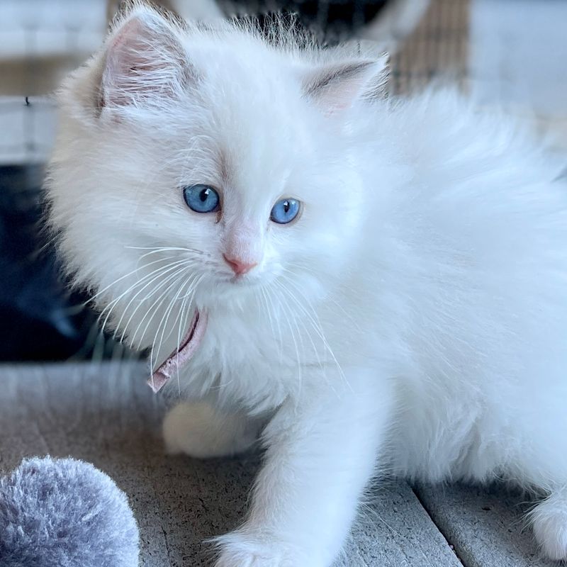 Ragdoll