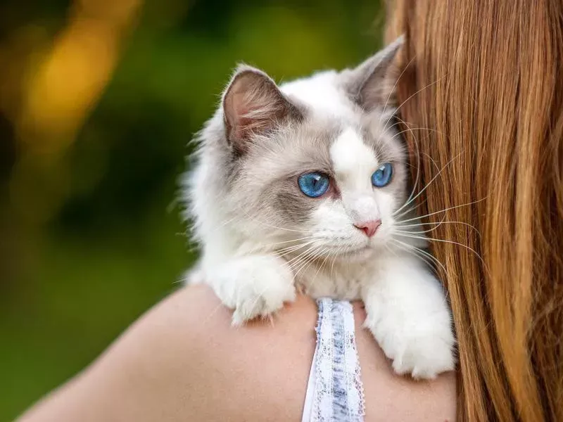 Ragdoll
