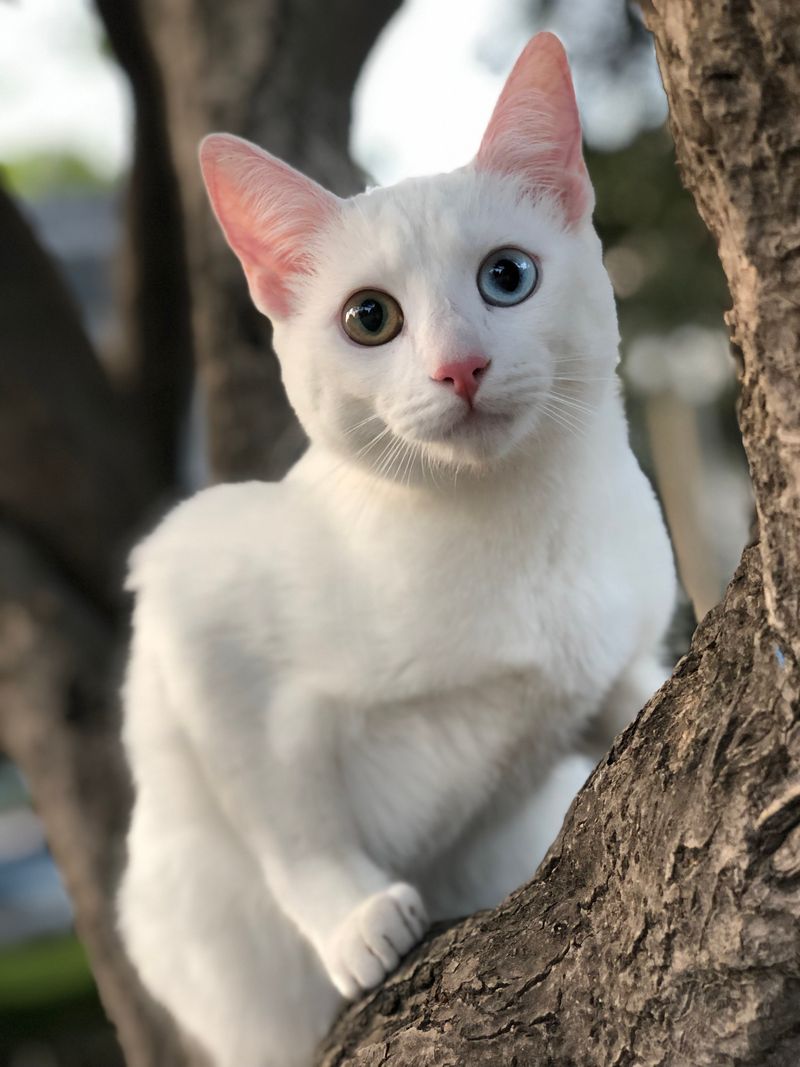 Rarity of Pure White Cats