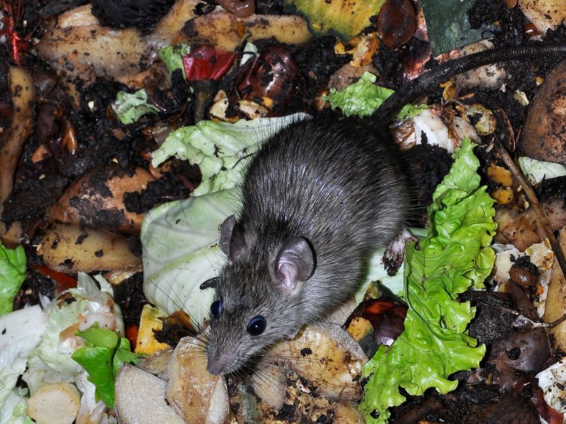 Rats