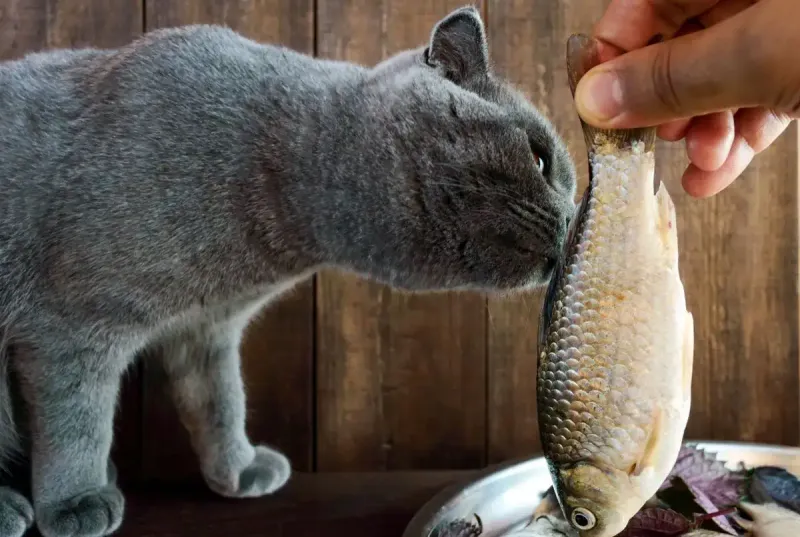 Raw Fish: A Dangerous Temptation