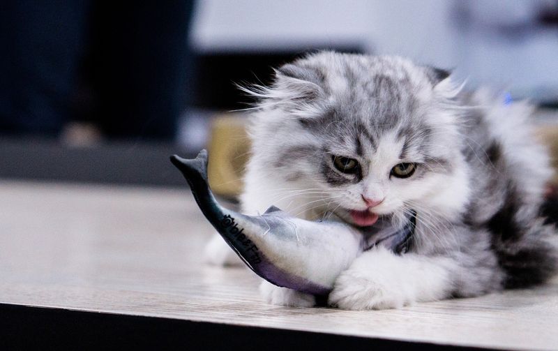 Raw Fish