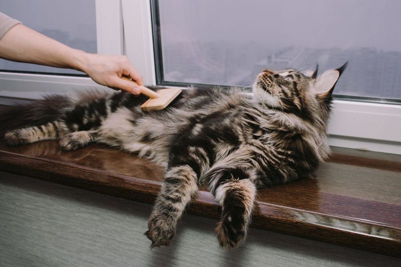 Reason Not to Welcome: High Grooming Needs