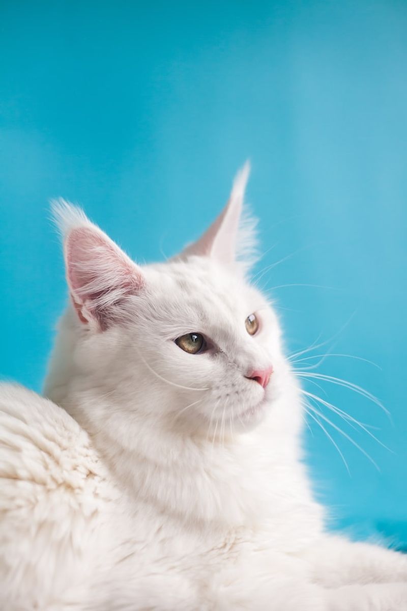 Reason to Welcome: Majestic Appearance
