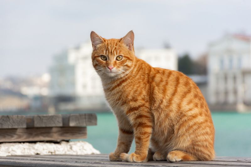 Red (Ginger)