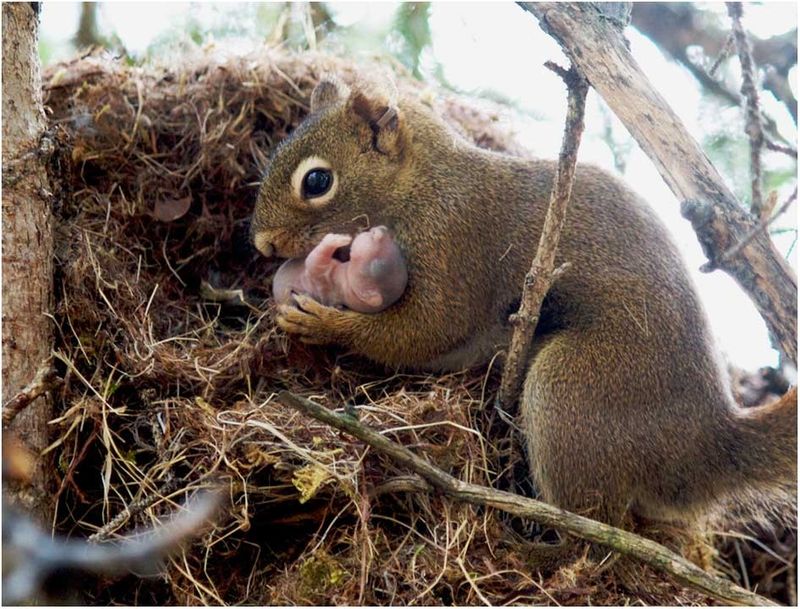 Red Squirrels Break Territorial Rules