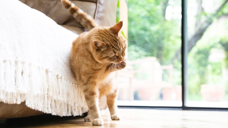 Reduce Stress in Your Cat's Environment