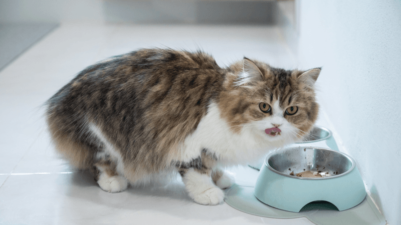Reduced Food Aggression