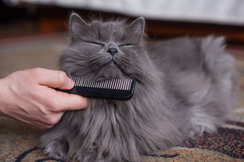 Regular Brush Sessions