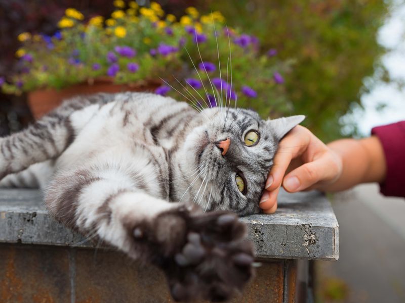 Regular Gentle Play Maintains Muscle Tone