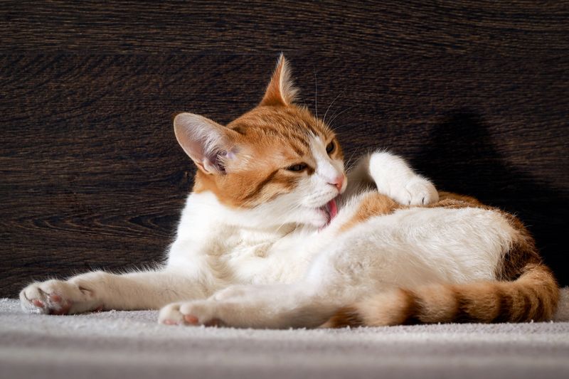 Regular Grooming Sessions