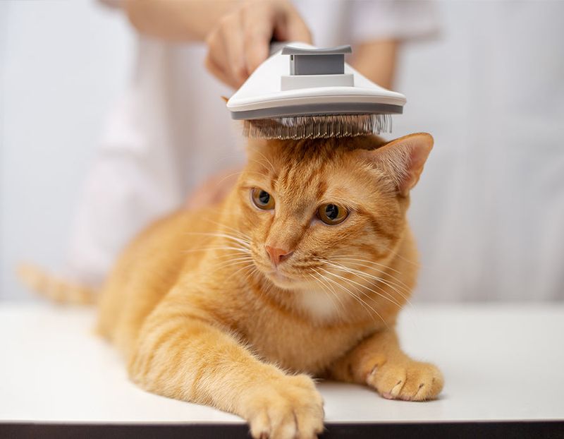 Regular Grooming
