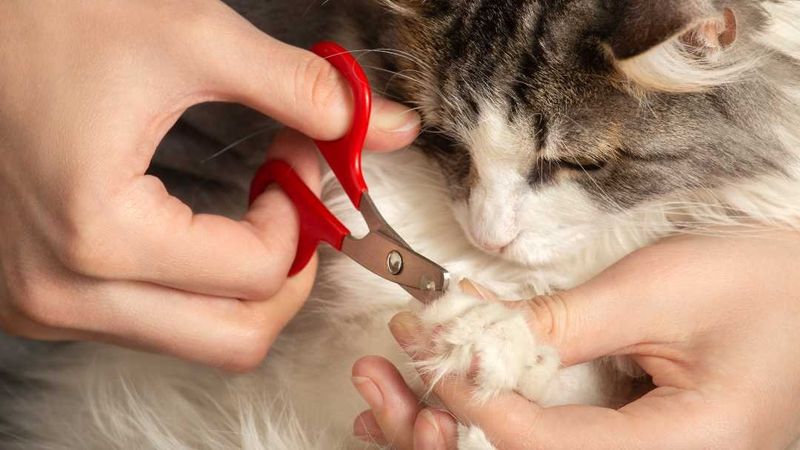 Regular Nail Trimming