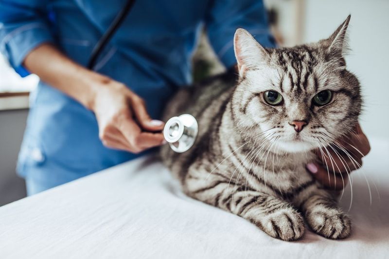Regular Vet Checkups