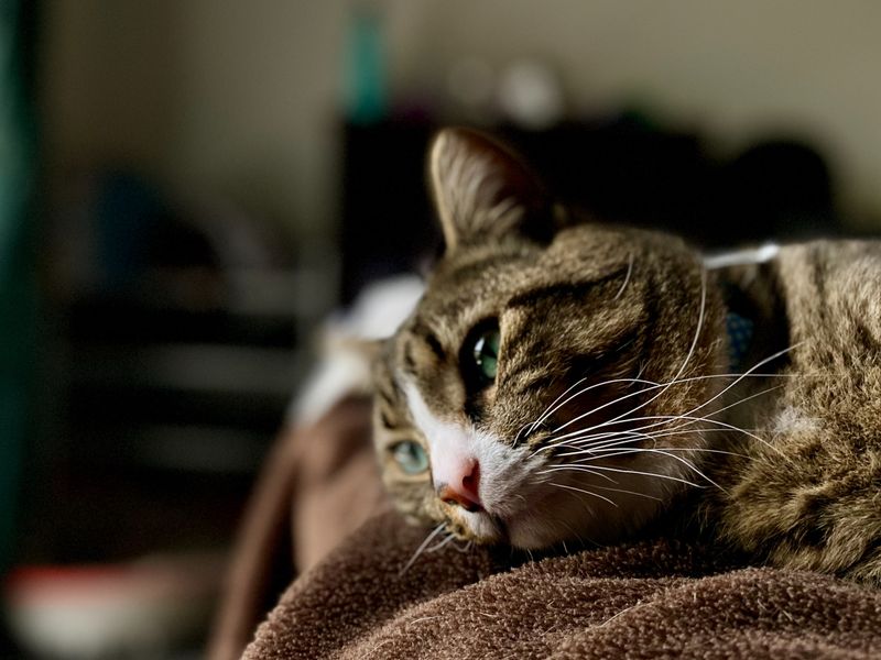 Relaxed Ear Positions