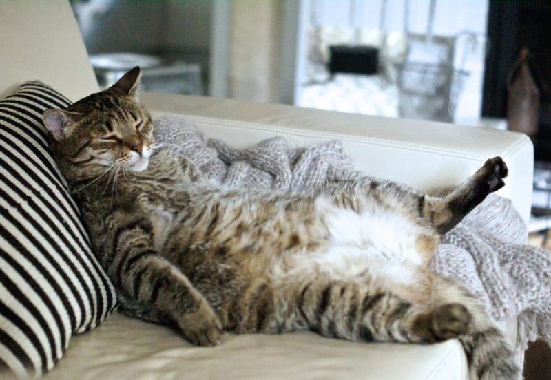 Relaxed Sleeping Positions