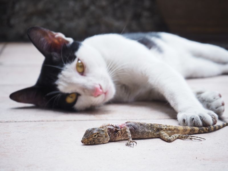 Reptiles (Lizards, Snakes, Turtles)