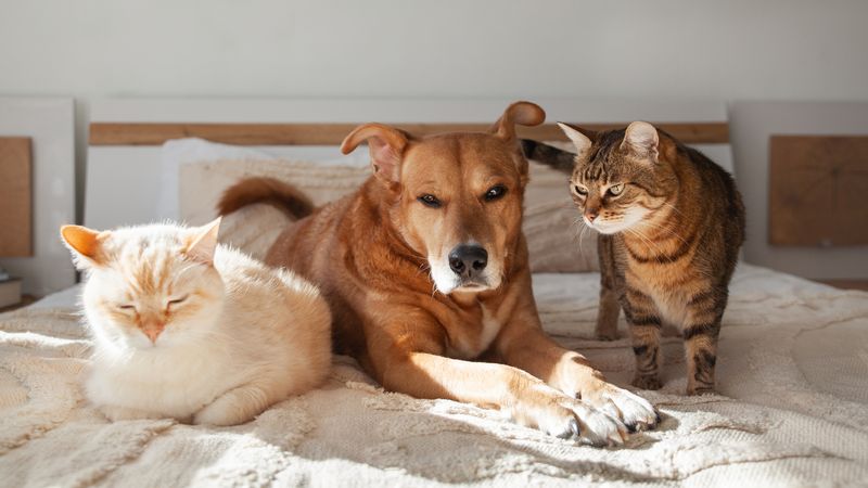 Respect Each Animal’s Boundaries
