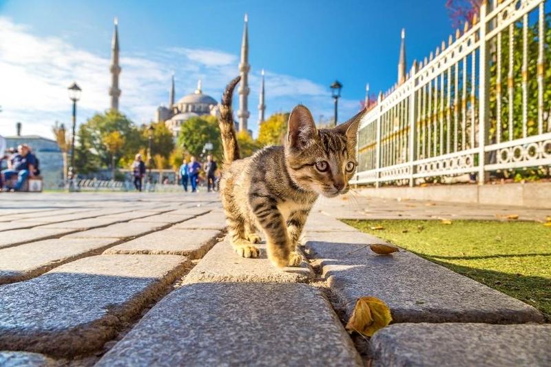 Respect Local Cat Customs in Istanbul