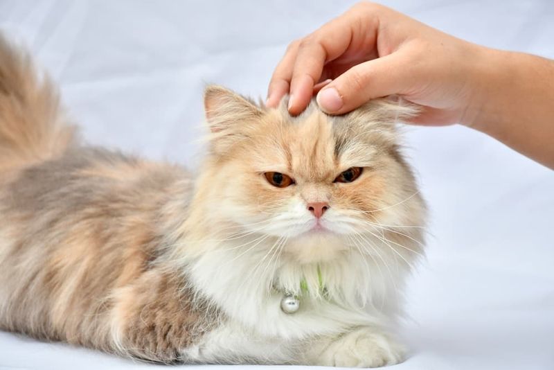 Respect Their Personal Petting Threshold