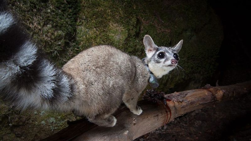 Ringtail