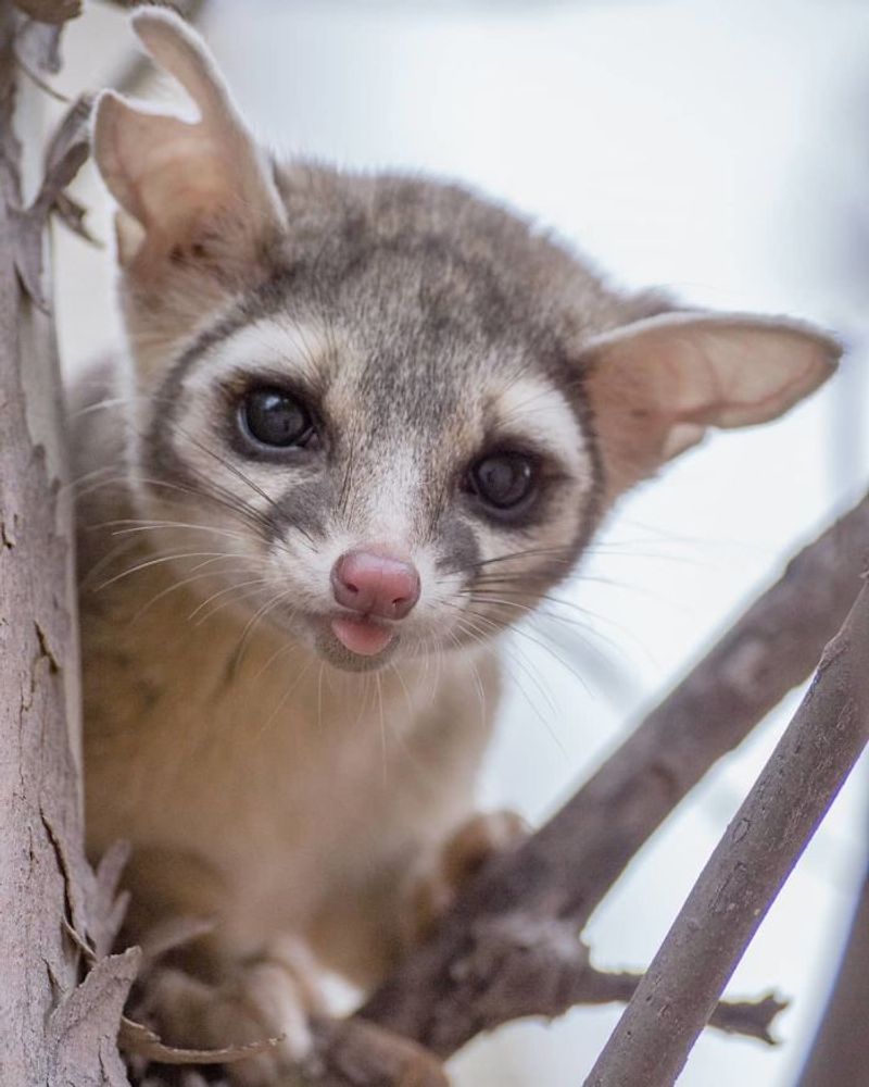 Ringtails