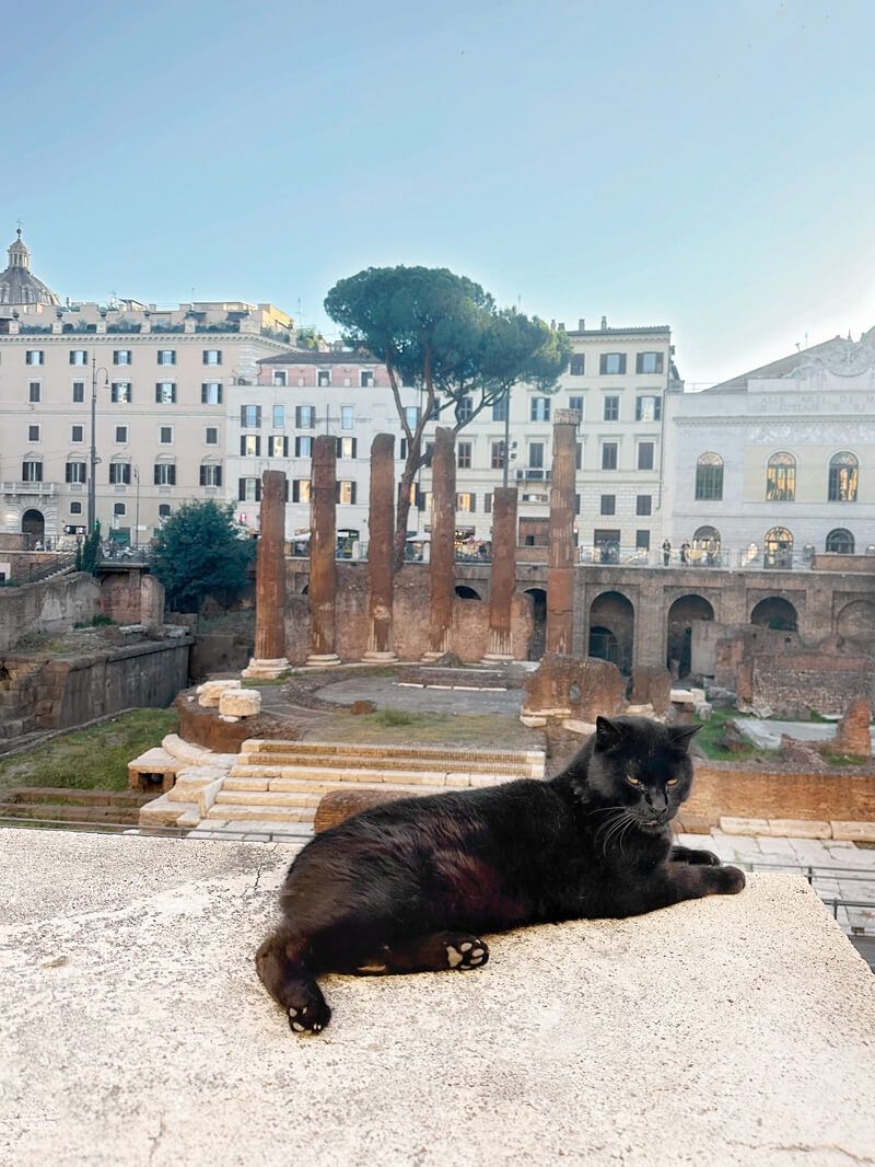 Rome's Black Cat of Chaos